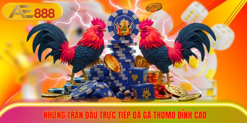 Những trận đấu trực tiếp đá gà thomo đỉnh cao luôn thu hút sự quan tâm lớn